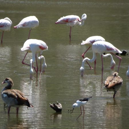 דירות הרמנוס Albatross מראה חיצוני תמונה