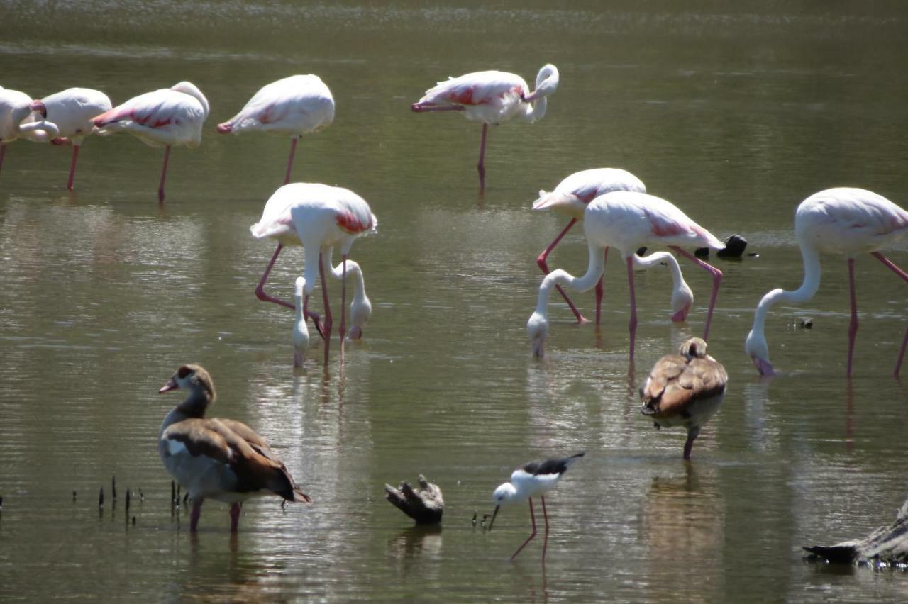 דירות הרמנוס Albatross מראה חיצוני תמונה